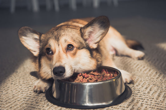 Why Is My Pet Refusing to Eat? How to Make Mealtime Enjoyable Again