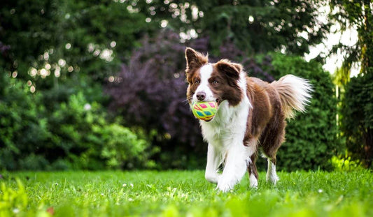 Managing Weight in Dogs: Portion Control Tips and Tools