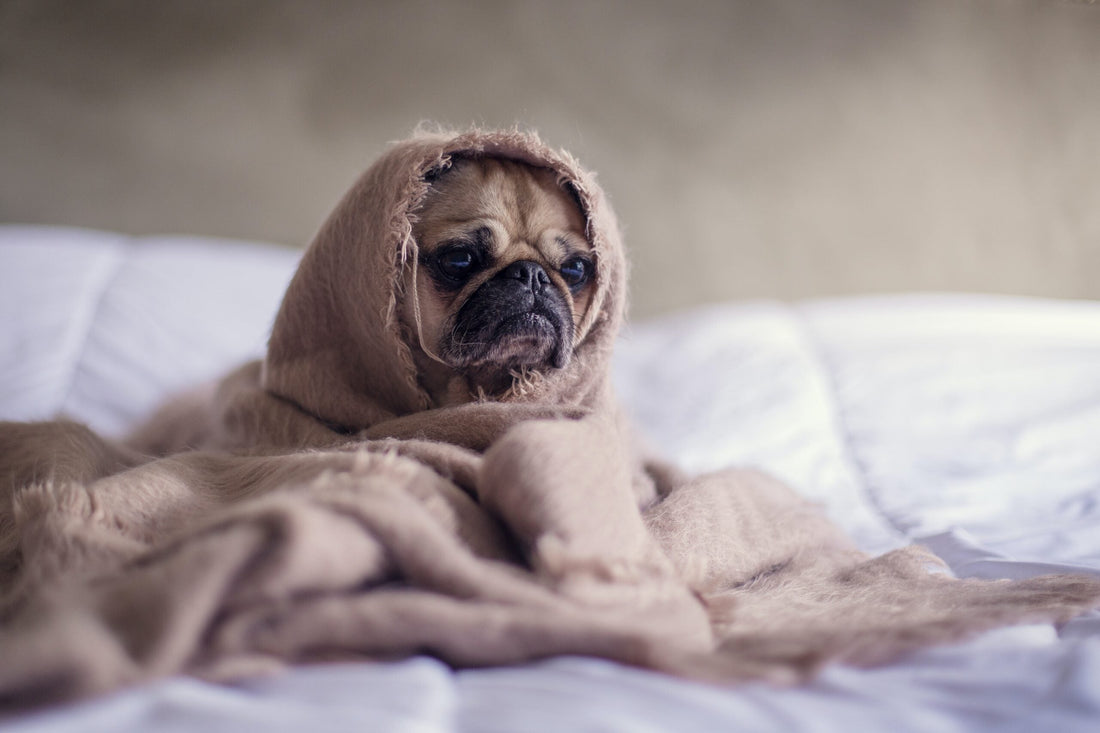 How to Reduce Food Anxiety in Pets During the Holidays with Enjoy-a-Bowl