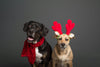 The Dangers of Feeding Holiday Meals to Your Pets and a Safe Solution with Enjoy-a-Bowl