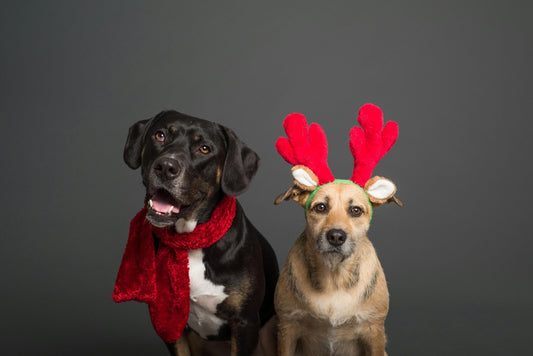 The Dangers of Feeding Holiday Meals to Your Pets and a Safe Solution with Enjoy-a-Bowl
