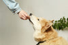 How to Feed Dogs with Food Allergies: Safe Feeding Solutions