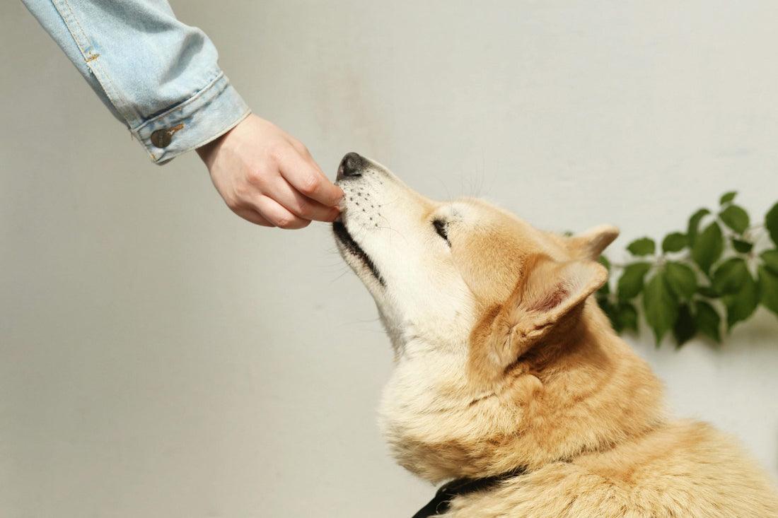 How to Feed Dogs with Food Allergies: Safe Feeding Solutions