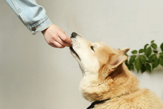 How to Feed Dogs with Food Allergies: Safe Feeding Solutions