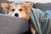 Managing Pancreatitis in Pets: A Guide to Long-Term Care
