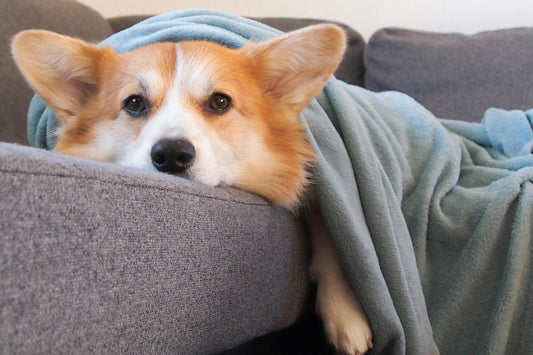 Starting a New Diet for Your Pet Without the Upset Stomach