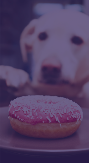 THE HIDDEN ROLE OF FEEDING HABITS IN CHRONIC PET DISEASE