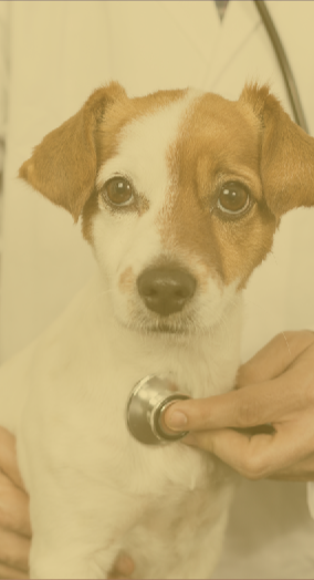 THE COMPLIANCE GAP IN VETERINARY NUTRITION