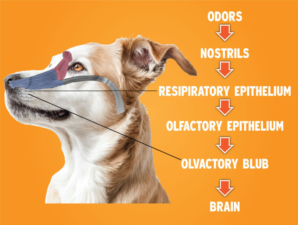 Dog nose diagram