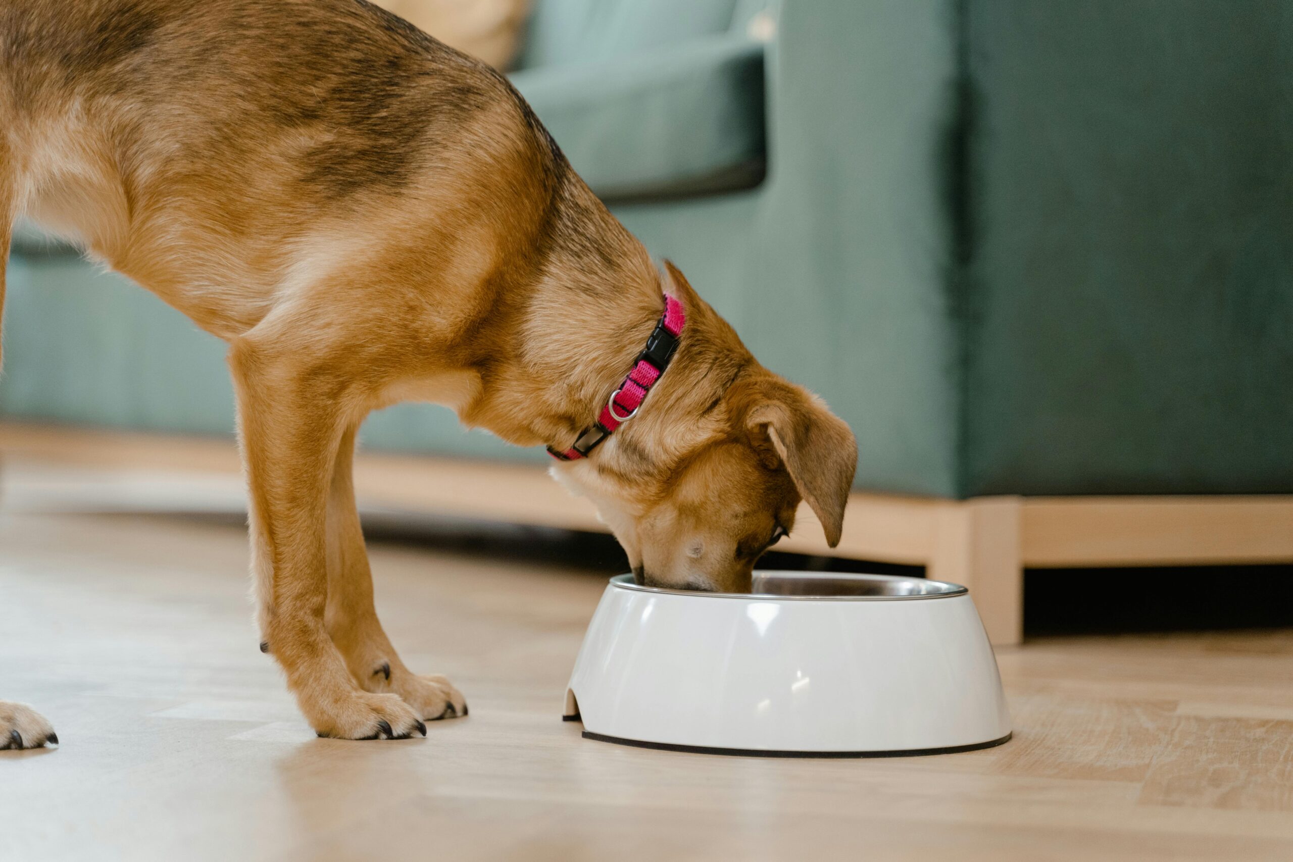 Why Is My Dog a Picky Eater?