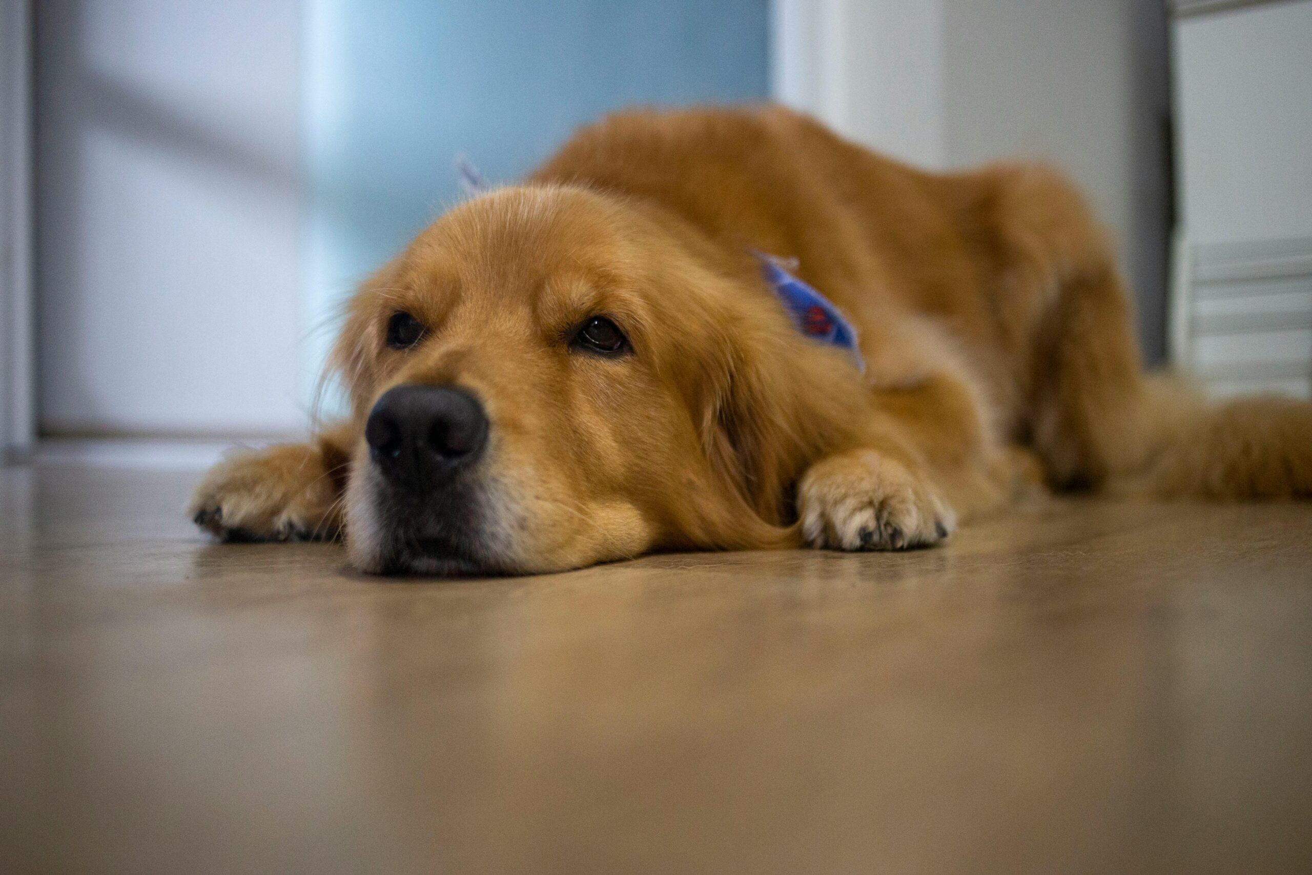 The Ultimate Solution for Food Boredom: Why Your Pet’s Mealtime Experience Matters More Than You Think 