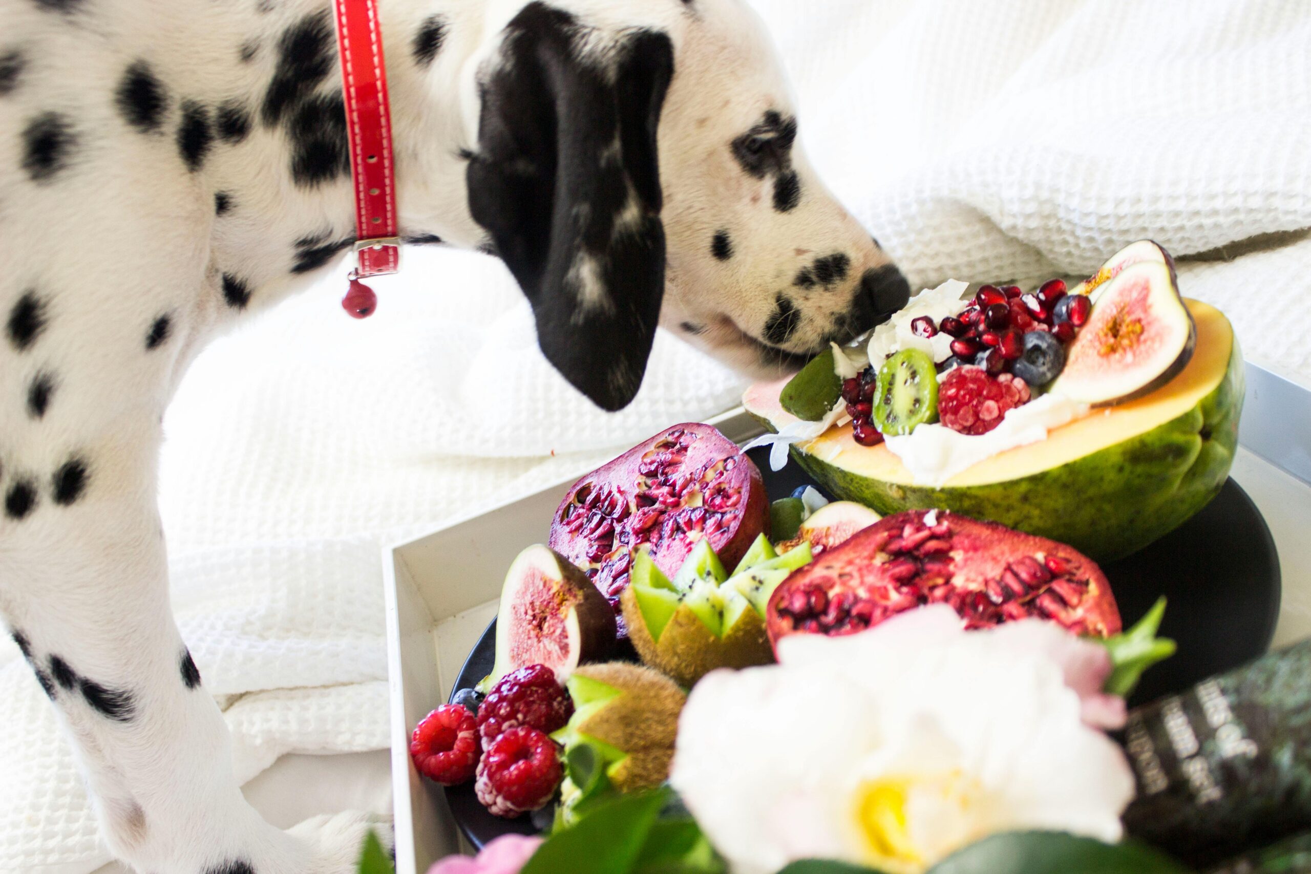 How Scent Affects Pet Appetite: Why Smell Matters More Than You Think 